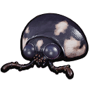 Ladybug Head